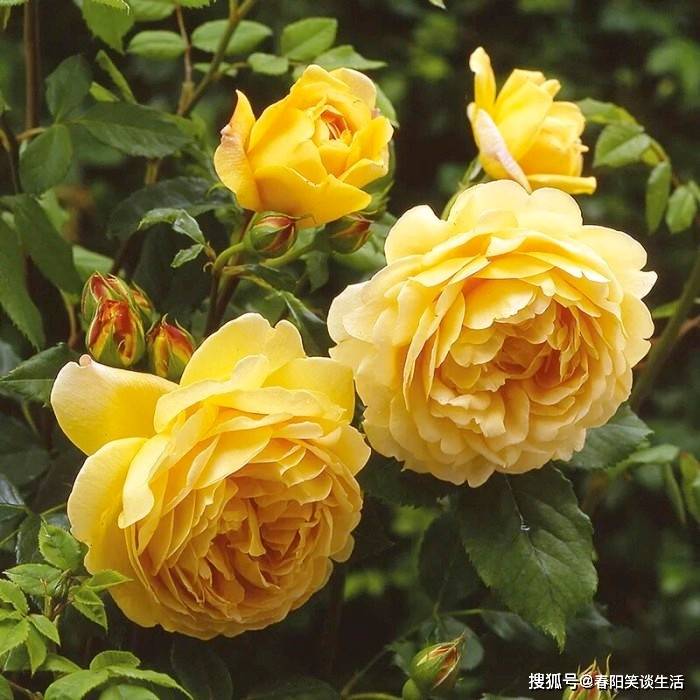 澳门新葡京娱乐城_年轻球员最佳阵容